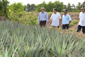 Lãnh đạo tỉnh Tiền Giang và huyện Tân Phước thăm vườn dứa tại xã Hưng Thạnh, huyện Tân Phước (Tiền Giang). 