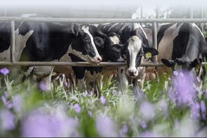Tự chủ giống bò sữa, TH góp vai trò lớn giải bài toán khó của nông nghiệp Việt Nam