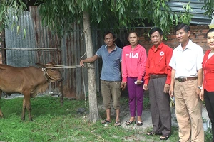 Gia đình bà Nguyễn Thị Thơm (tổ 11, thôn Tân Trung, xã Châu Pha, Thị xã Phú Mỹ) nhận bò giống từ Hội Chữ thập đỏ tỉnh Bà Rịa-Vũng Tàu.