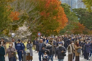 Lá cây chuyển màu đỏ và vàng tại Tokyo, Nhật Bản. (Ảnh: TTXVN)