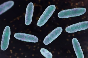 Hình minh họa về vi khuẩn Klebsiella oxytoca. (Ảnh: Getty Images/TTXVN)