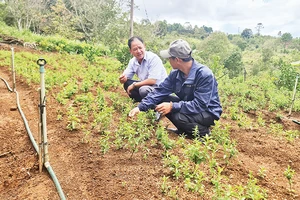 Sản phẩm cây cỏ ngọt của Hợp tác xã Nông nghiệp-Du lịch trải nghiệm Kon Tu Rằng mang lại giá trị kinh tế cao. 