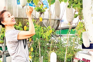 Vườn trồng bí xanh trên sân thượng của một người đã về hưu ở Quận 12, Thành phố Hồ Chí Minh. (Ảnh CTV) 