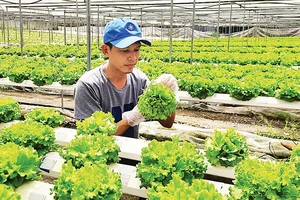 Nông dân huyện Củ Chi ứng dụng công nghệ cao trong trồng rau. 