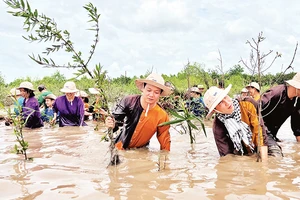 Khách du lịch trải nghiệm trồng rừng tại sông Ba Lai (xã Tân Mỹ, huyện Ba Tri, tỉnh Bến Tre). 