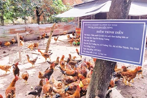 Ðiểm trình diễn nuôi gà thịt theo hướng hữu cơ ở tỉnh Tây Ninh. 