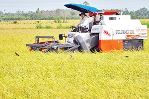 Thu hoạch lúa ST25, giống lúa cho gạo ngon nhất thế giới, theo mô hình canh tác xanh tại tỉnh Sóc Trăng. (Ảnh Nguyễn Phong) 