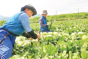 Người dân huyện Phong Thổ (Lai Châu) thu hoạch rau tại Nhật Bản. 