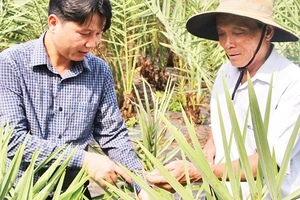 Anh Lê Mạnh Cường (bên trái) chia sẻ với người dân trong vùng cách trồng, chăm sóc cây chà là nhập ngoại. 