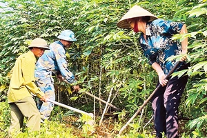 Nông dân xã Ðông Cuông, huyện Văn Yên (Yên Bái) chăm sóc cây sắn trồng trên đất dốc. 