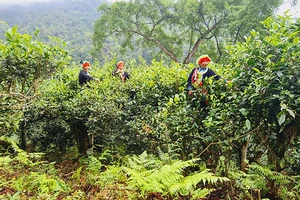 Ðồng bào dân tộc Dao áo chàm thu hoạch chè cổ thụ. Ðồng bào dân tộc Dao áo chàm thu hoạch chè cổ thụ. 