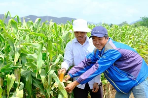 Ông Chamaléa Phán ở thôn Ðồng Dày, xã Phước Trung, huyện Bác Ái (tỉnh Ninh Thuận) khôi phục 5 sào đất bỏ hoang và trồng cây ngô lai đang sinh trưởng tốt, hứa hẹn một mùa vụ bội thu. 