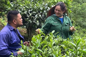 Vợ chồng anh Lường Quang Đại và chị Lý Thị Xuân chăm sóc cây trồng trên ngọn đồi của gia đình.