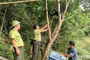 Vườn quốc gia Tà Đùng tổ chức tiếp nhận và thả động vật hoang dã về với môi trường tự nhiên.