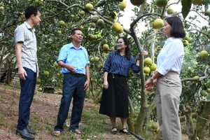 Ông Bùi Văn Chuyển, thôn Tân Vân, xã An Thượng (đứng thứ hai từ trái sang) chia sẻ về cách trồng bưởi. Ảnh: VĂN HỌC