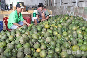 Cam sành chuẩn bị đóng gói tại Hợp tác xã Phương Thúy, huyện Trà Ôn, tỉnh Vĩnh Long. 