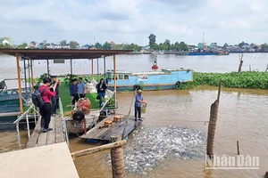 Khách tham quan nơi dẫn dụ cá tự nhiên tại Khu du lịch chợ nổi Trà Ôn, huyện Trà Ôn, tỉnh Vĩnh Long. 