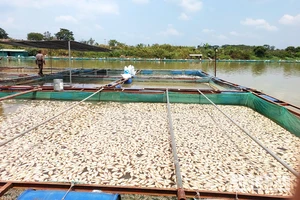 Cá chết nổi trắng lồng, bè nuôi cá trên sông Sêrêpốk đoạn qua xã Ea Na, huyện Krông Ana.