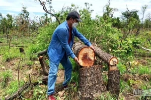 Rừng tự nhiên tại Tiểu khu 205, 222 xã Ya Tờ Mốt, huyện Ea Súp bị hủy hoại được phát hiện vào tháng 4/2022.