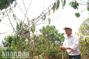 Nhiều diện tích cà-phê của người dân ở huyện Krông Búk bị khô hạn.