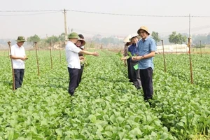 Nhiều diện tích rau xanh ở huyện Mê Linh đã cho thu hoạch. 