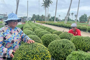 Gia đình bà Trần Thị Thu Hương (ngụ xã Sơn Phú, huyện Chợ Lách, tỉnh Bến Tre) chăm sóc hoa chuẩn bị bán trong dịp Tết Nguyên đán. 