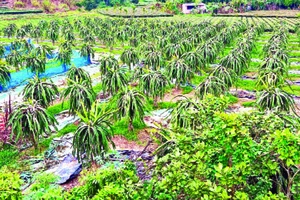 Mô hình trồng cây thanh long ở xã Quảng Thịnh, huyện Hải Hà ngày càng mang lại giá trị kinh tế cho người dân.