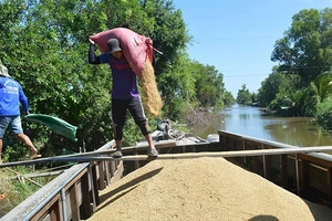 Hoạt động thu mua lúa tại Kiên Giang vẫn nhộn nhịp dịp cận Tết. (Ảnh QUỐC TRINH)