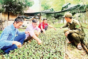 Ông Lường Văn Thọng (người ở giữa bên trái) hướng dẫn người dân bản Pha Nàng cách phát hiện sâu bệnh trên cây cà-phê giống tại vườn ươm.