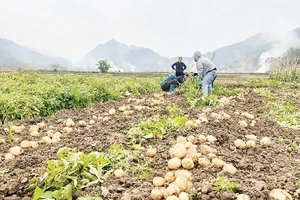 Trồng khoai tây liên kết giúp nhiều hộ nghèo ở Na Rì chuyển đổi cơ cấu cây trồng, có thu nhập ổn định.
