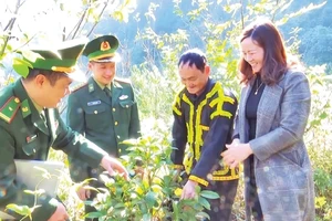 Bộ đội Biên phòng tỉnh Lạng Sơn kiểm tra mô hình trồng cây trà hoa vàng ở xã Mẫu Sơn, huyện Cao Lộc.