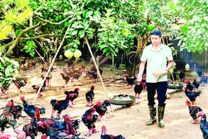 Chăn nuôi theo quy trình VietGAP của hộ thành viên HTX chăn nuôi và kinh doanh gà Đông Tảo, huyện Khoái Châu, tỉnh Hưng Yên.