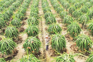 Mô hình trồng thanh long thích ứng với biến đổi khí hậu tại xã Tân Phước, huyện Gò Công Đông, tỉnh Tiền Giang.