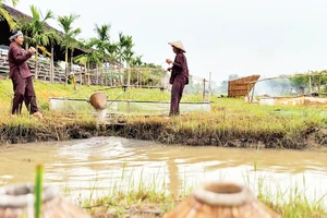 Tát nước bằng gàu sòng. 