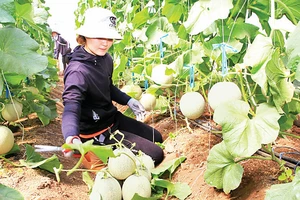 Sản phẩm dưa lưới của Trang trại Nắng và Gió ở thôn Phú Thuận, xã Mỹ Sơn, huyện Ninh Sơn được sản xuất theo kỹ thuật nông nghiệp tuần hoàn, đem lại hiệu quả kinh tế cao. 