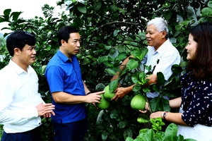 Lãnh đạo Thị ủy Thái Hòa cùng lãnh đạo phường Long Sơn thăm mô hình trang trại của ông Lô Văn Lợi, phường Long Sơn, thị xã Thái Hòa, tỉnh Nghệ An. (Ảnh NGUYÊN NGUYÊN)