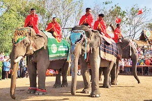 Những con voi tham gia Hội voi Buôn Đôn. 