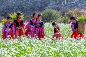 Mùa hoa cải ở cao nguyên Mộc Châu. 