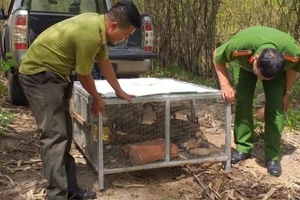 Thời gian qua do chênh lệch về giá cả, lợi nhuận cao nên các đối tượng buôn bán động vật nhập lậu đã thực hiện nhiều thủ đoạn tinh vi để thực hiện hành vi trái pháp luật. 