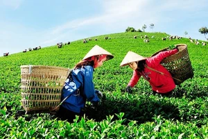 Tại Việt Nam, dù đã có những chính sách bước đầu và mô hình sản xuất hữu cơ đạt hiệu quả, song thực tế cho thấy lĩnh vực này vẫn còn phát triển chậm, phân tán và chưa tương xứng với tiềm năng.