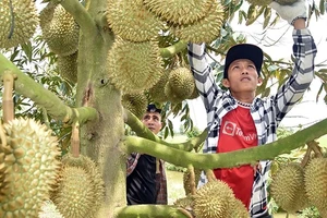 Thương lái tuyển lựa sầu riêng tại vườn của bà Nguyễn Thị Hoa, xã Mỹ Thành Bắc, huyện Cai Lậy, tỉnh Tiền Giang để xuất khẩu. (Ảnh: Nhandan.vn)