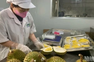 Nhân viên công ty tách sầu riêng để bán cho khách hàng.