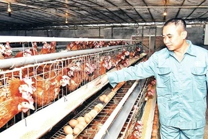Ứng dụng khoa học công nghệ vào phát triển chăn nuôi gia cầm theo hướng hàng hóa tại xã Cấn Hữu (Quốc Oai) đã mang lại hiệu quả kinh tế cao cho người dân. Ảnh: nhandan.vn.