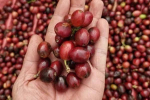 Thu hoạch cà-phê chín tại huyện Kon Plông, Tỉnh Kom Tum. (Ảnh: Dư Toán-TTXVN)