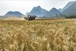 Thu hoạch lúa mì trên cánh đồng ở tỉnh Vân Nam, Trung Quốc. (Ảnh: THX/TTXVN)