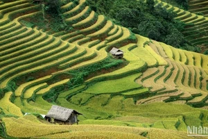 Mùa vàng Mù Cang Chải, Yên Bái. (Ảnh: VŨ LINH) 