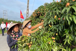 Vải thiều Thanh Hà năm nay được mùa, dự kiến sản lượng đạt 38.000 tấn.