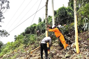 Những cây quế cao ngoài hành lang lưới điện được công nhân Điện lực Bảo Thắng chằng néo cẩn thận để phòng ngừa đổ vào đường dây.