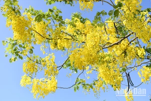 Mùa hoa hoàng yến. (Ảnh: THẾ DƯƠNG)