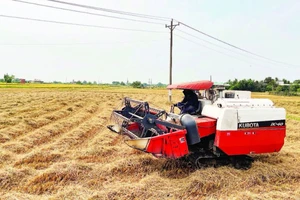 Máy gặt đập liên hợp có thể tiếp cận cánh đồng lúa để thu hoạch.
